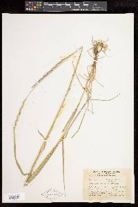 Elymus trachycaulus subsp. trachycaulus image