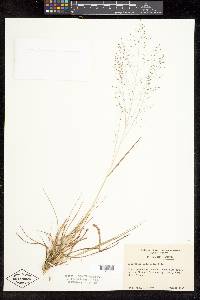 Eragrostis intermedia image