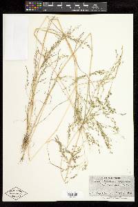 Eragrostis mexicana image