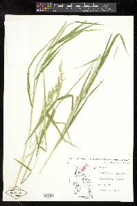 Eriochloa lemmonii image