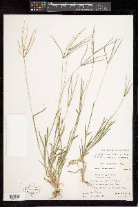 Digitaria pauciflora image
