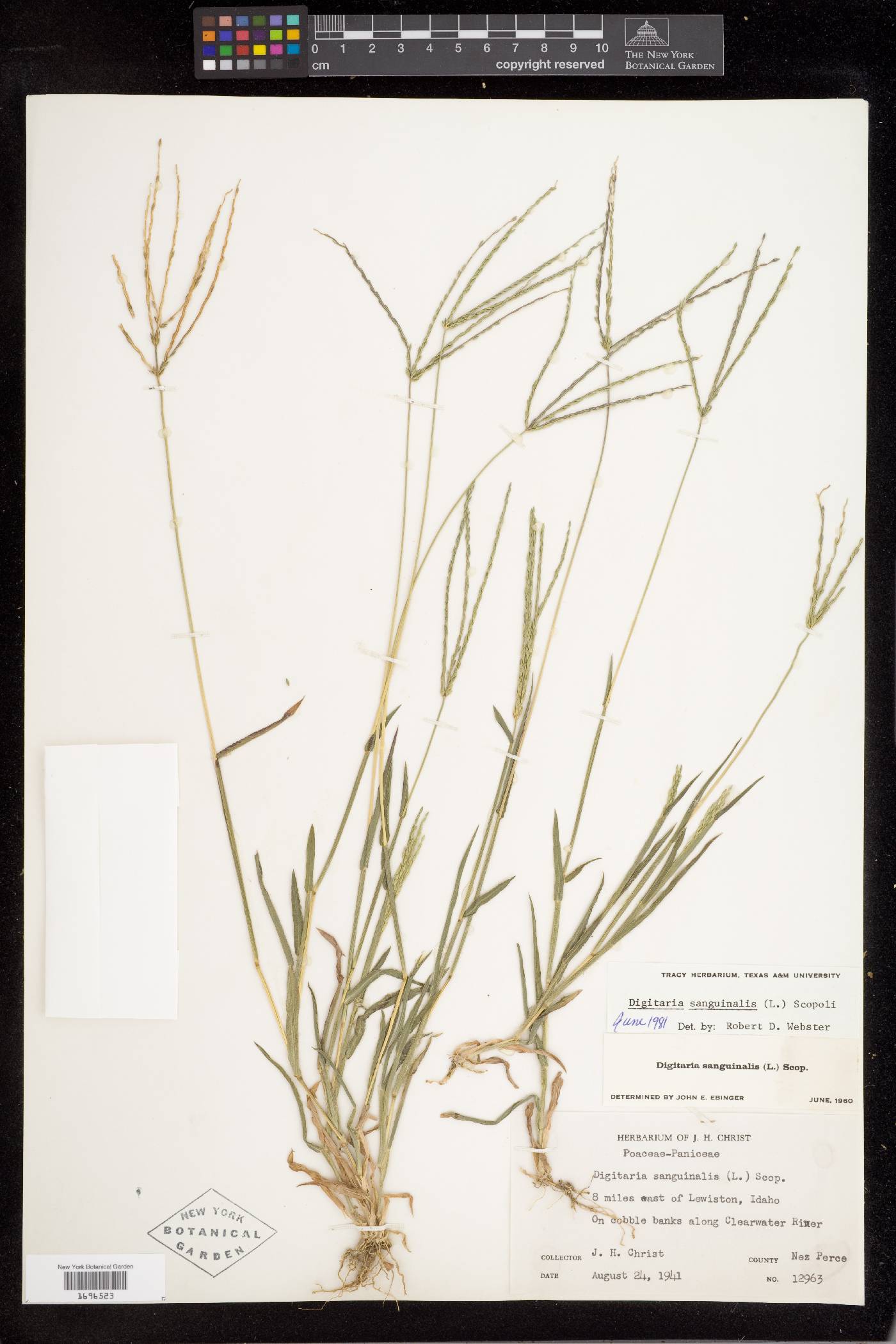 Digitaria pauciflora image
