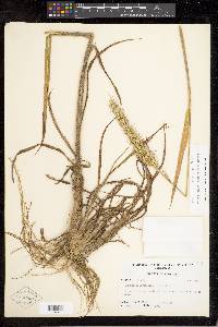 Echinochloa walteri image