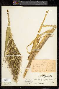 Echinochloa walteri image