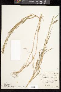 Muhlenbergia mexicana image