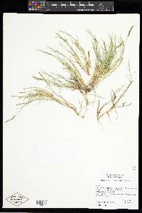 Muhlenbergia richardsonis image