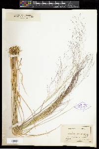 Muhlenbergia capillaris image