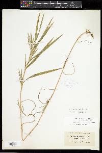 Muhlenbergia frondosa image