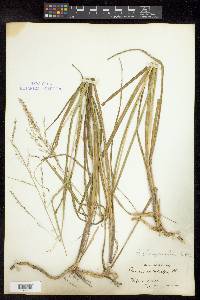 Coleataenia anceps subsp. rhizomata image