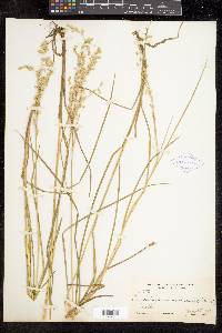 Glyceria canadensis image