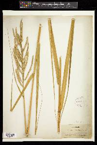 Spartina alterniflora image