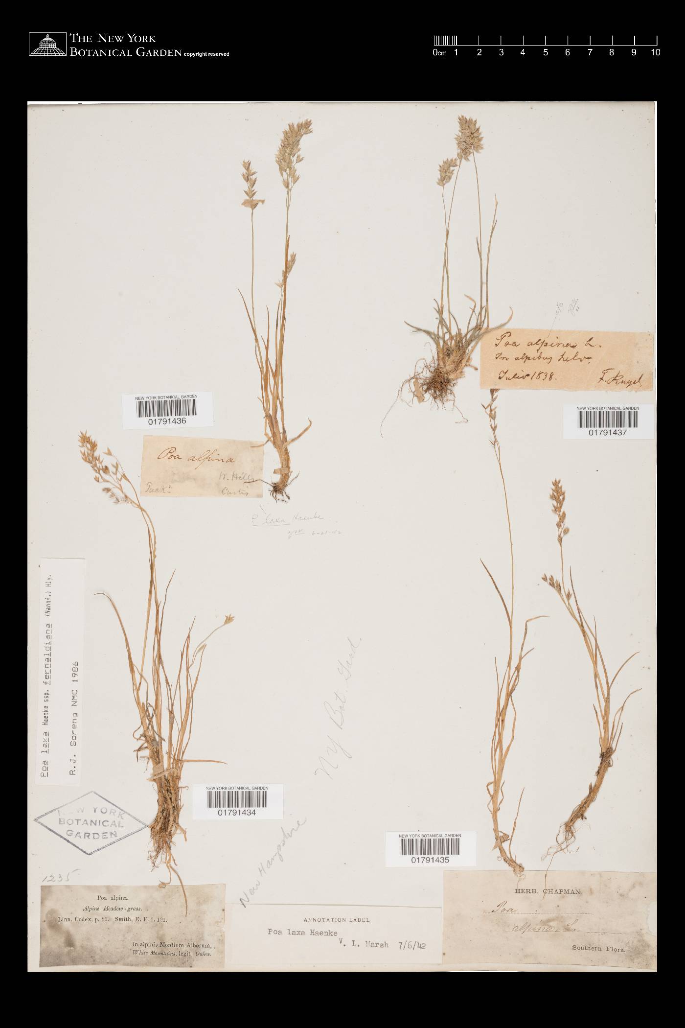 Poa laxa image