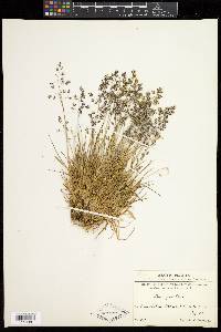 Poa pratensis subsp. irrigata image