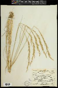 Poa secunda subsp. secunda image