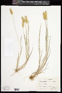 Setaria pumila image