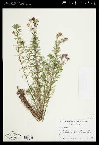 Ionactis linariifolia image