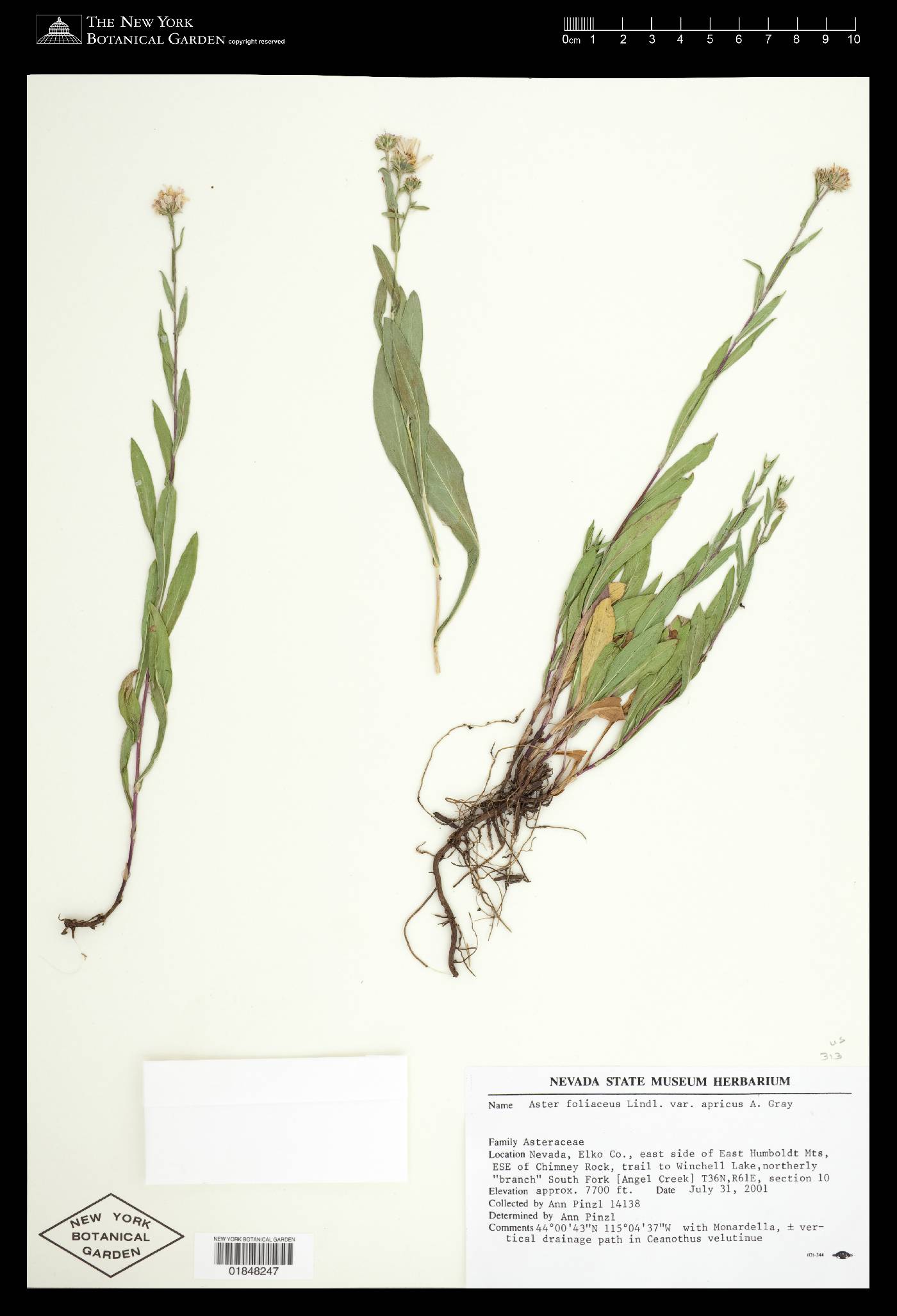 Symphyotrichum foliaceum var. apricum image