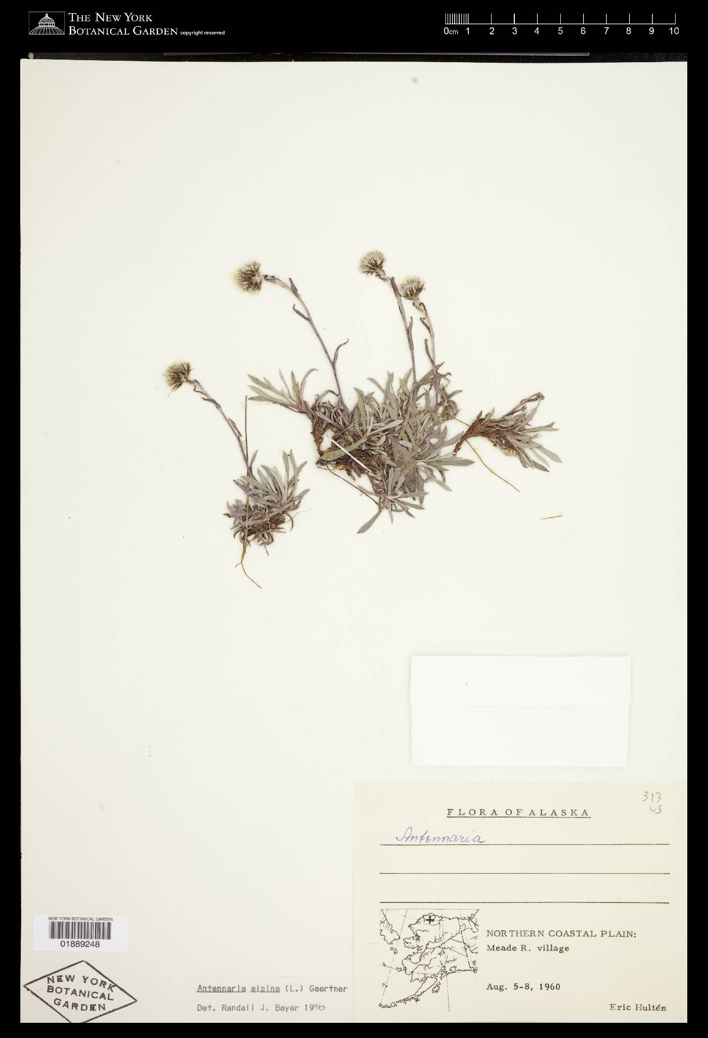 Antennaria alpina image