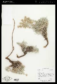 Artemisia porteri image