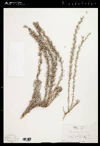 Artemisia rigida image