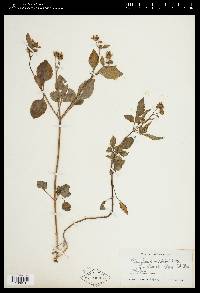 Bidens pilosa image