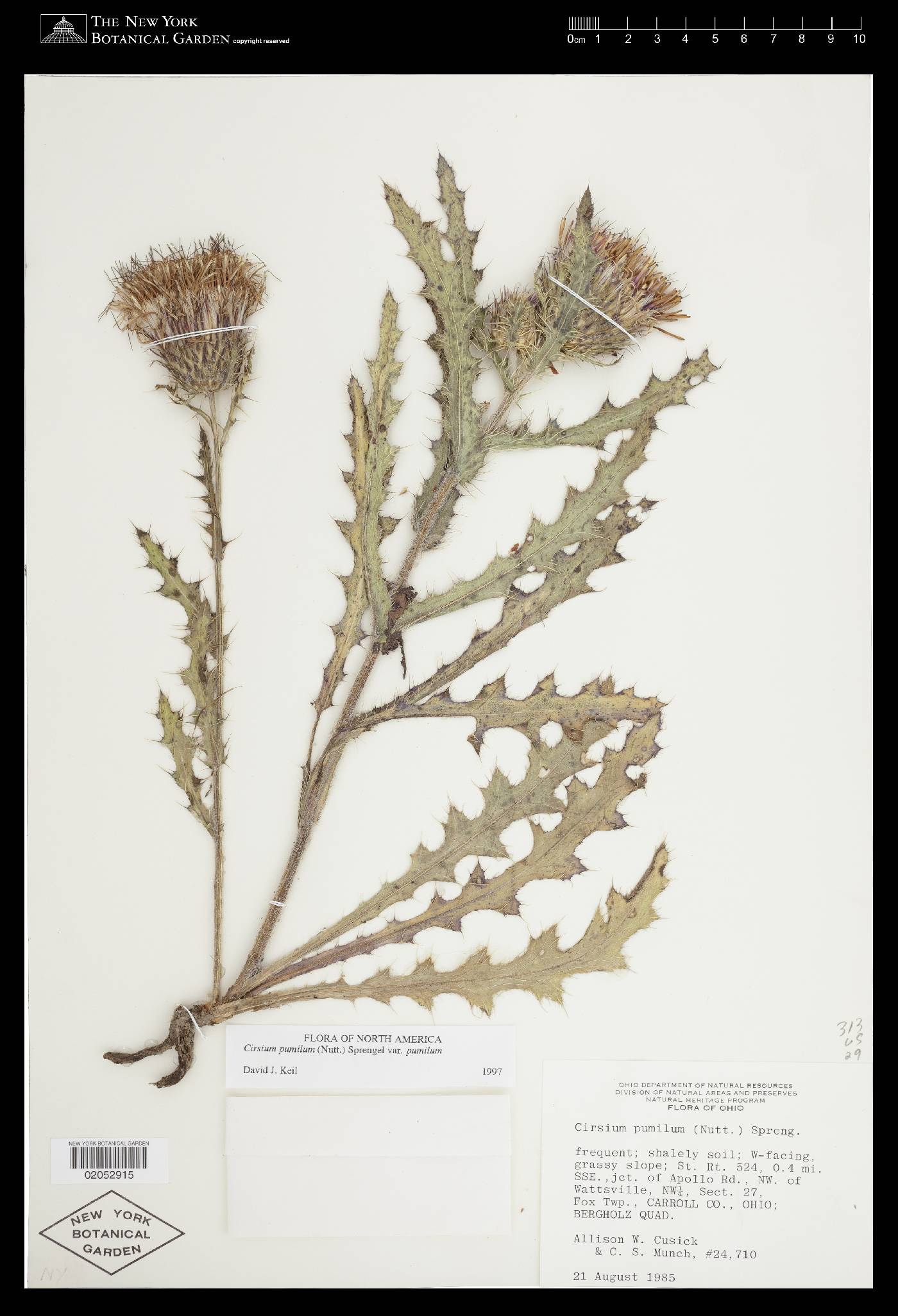 Cirsium pumilum var. pumilum image