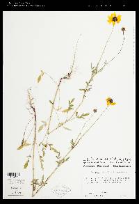 Coreopsis basalis image