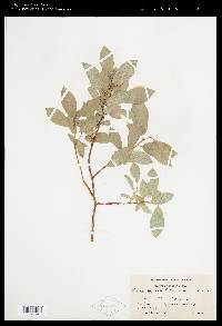 Salix myrtillifolia image