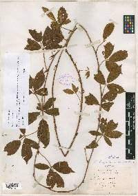 Rubus cubitans image