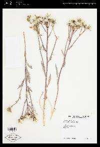 Crepis occidentalis image