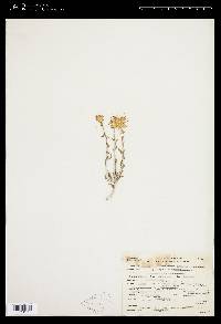 Ericameria discoidea var. discoidea image