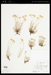 Erigeron linearis image