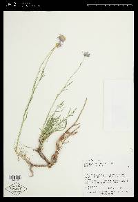 Erigeron concinnus var. subglaber image