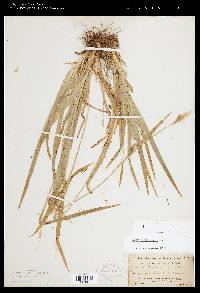 Carex hendersonii image