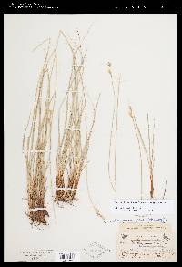 Carex holmgreniorum image