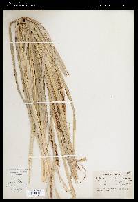 Carex hyalinolepis image