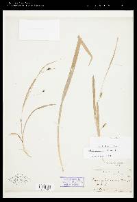 Carex laxiculmis image