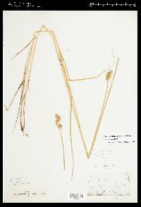 Carex alata image