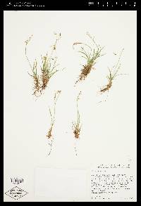 Carex aurea image