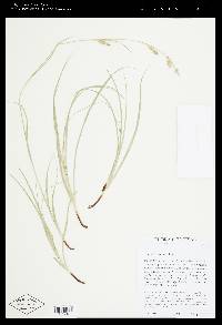 Carex cherokeensis image