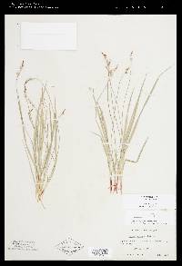 Carex communis var. communis image