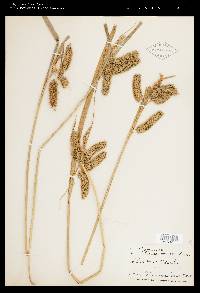 Carex comosa image