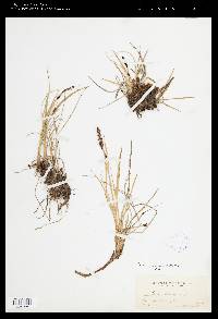 Carex speciosa image