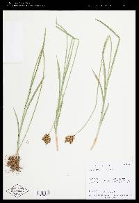 Carex egglestonii image