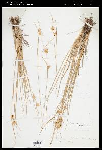 Carex mesochorea image