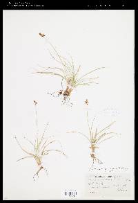 Carex nigricans image