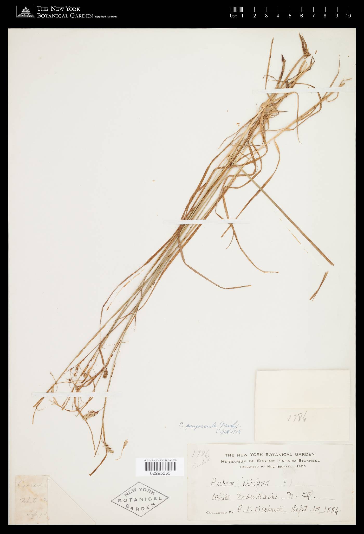 Carex paupercula image