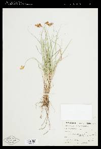 Carex proposita image