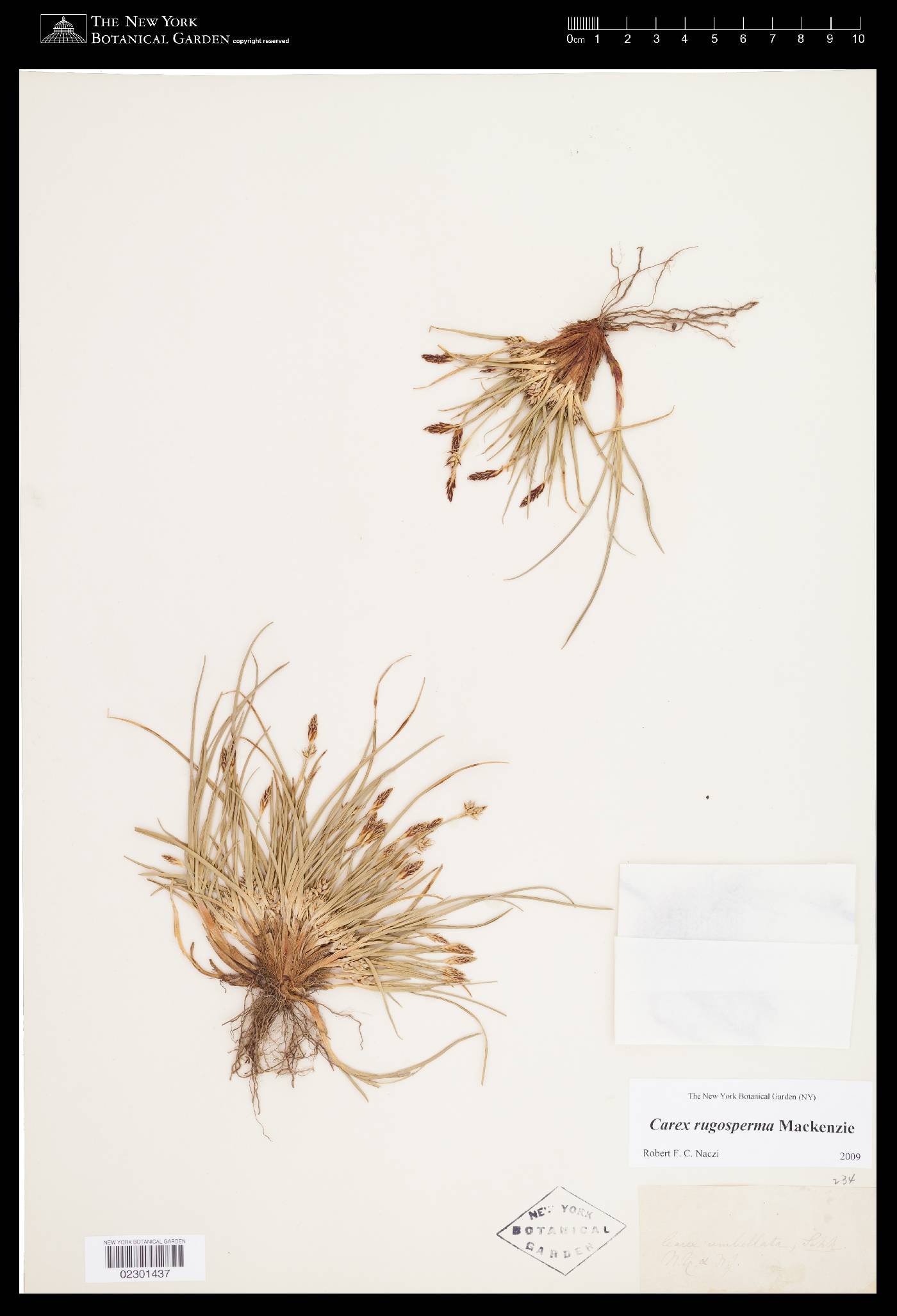 Carex rugosperma image