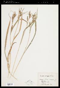 Carex scabrata image